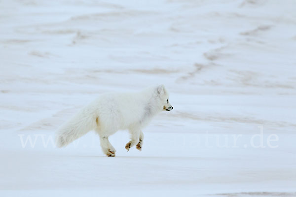 Polarfuchs (Vulpes lagopus)