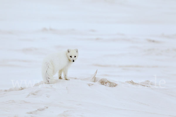 Polarfuchs (Vulpes lagopus)