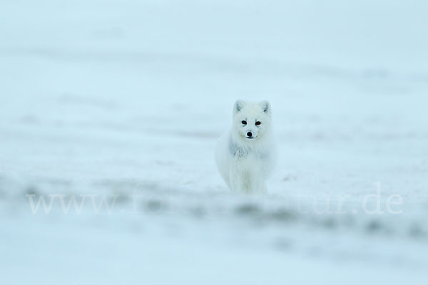 Polarfuchs (Vulpes lagopus)