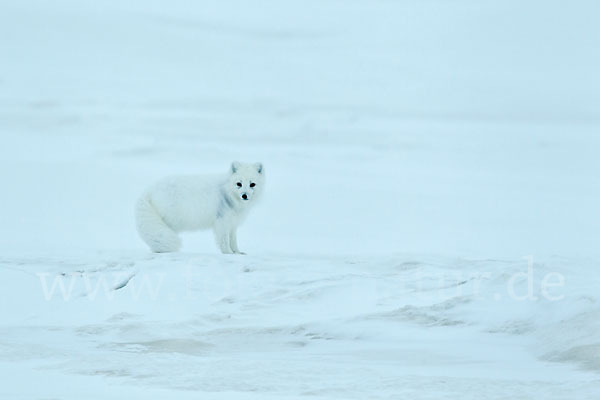 Polarfuchs (Vulpes lagopus)