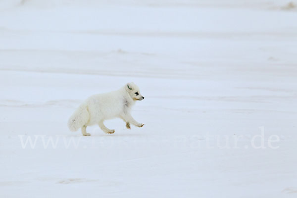 Polarfuchs (Vulpes lagopus)