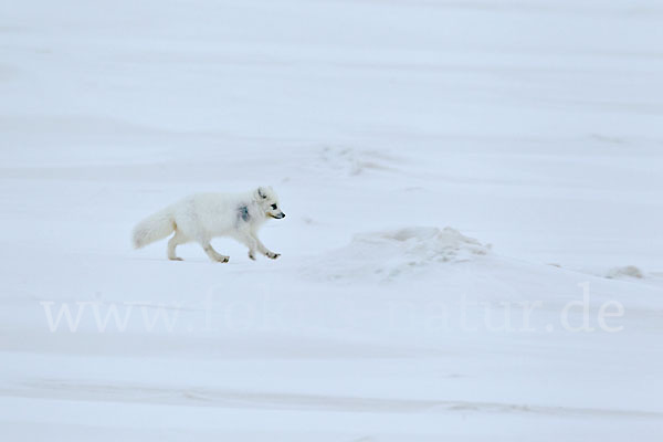 Polarfuchs (Vulpes lagopus)