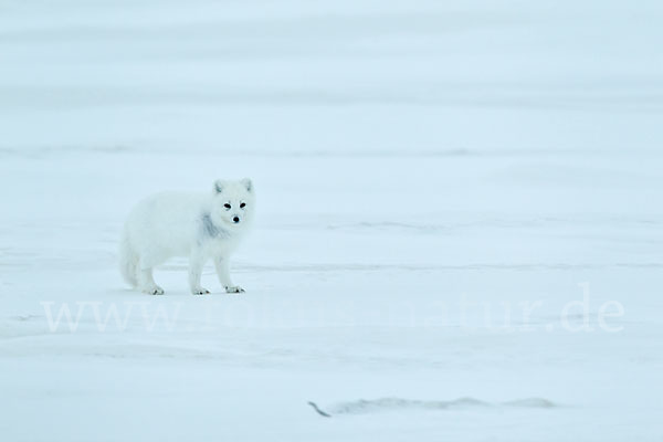 Polarfuchs (Vulpes lagopus)