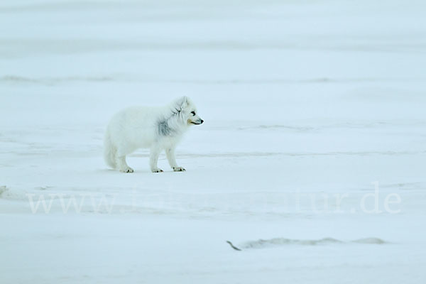 Polarfuchs (Vulpes lagopus)