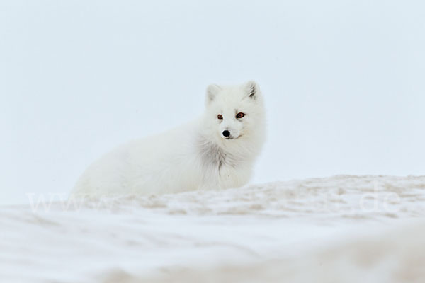 Polarfuchs (Vulpes lagopus)