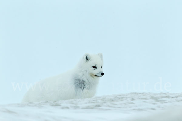 Polarfuchs (Vulpes lagopus)