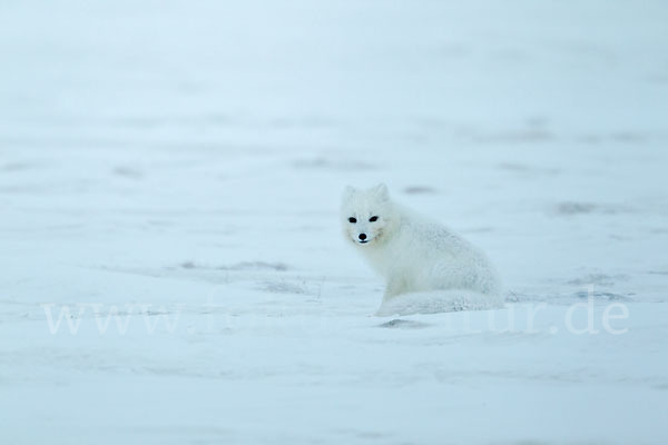 Polarfuchs (Vulpes lagopus)