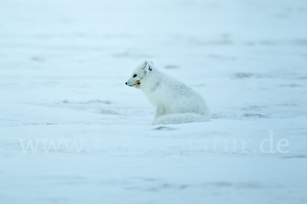 Polarfuchs (Vulpes lagopus)