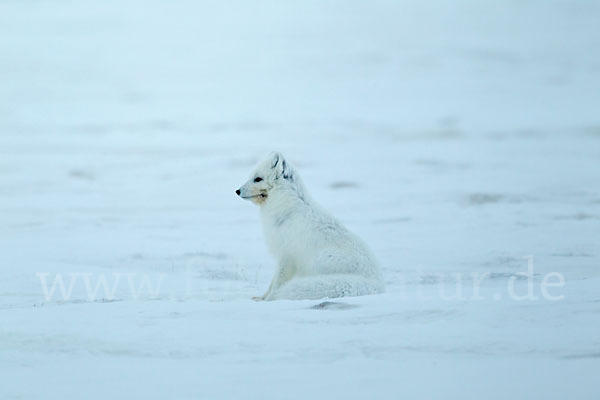 Polarfuchs (Vulpes lagopus)