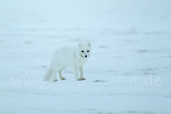 Polarfuchs (Vulpes lagopus)