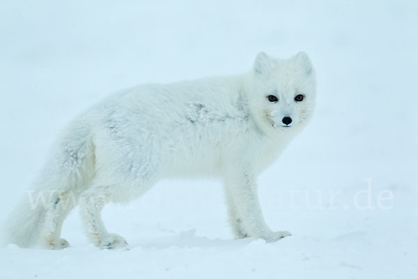 Polarfuchs (Vulpes lagopus)