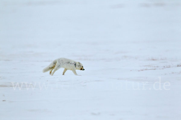 Polarfuchs (Vulpes lagopus)