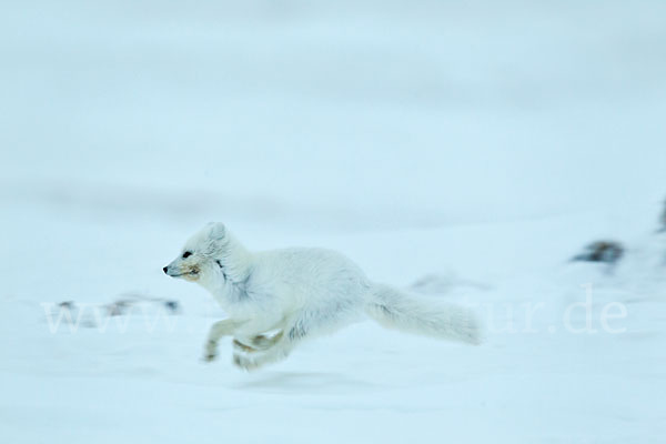 Polarfuchs (Vulpes lagopus)