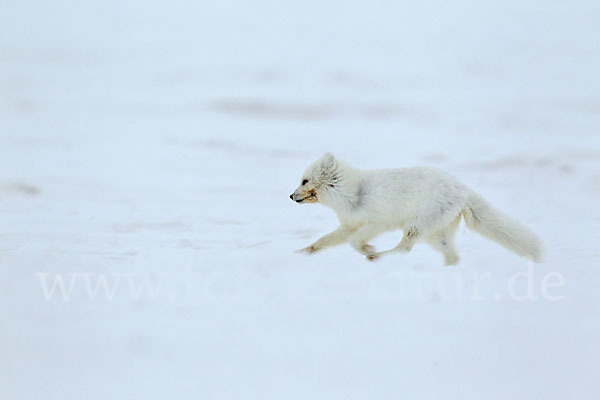 Polarfuchs (Vulpes lagopus)