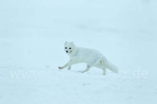 Polarfuchs (Vulpes lagopus)