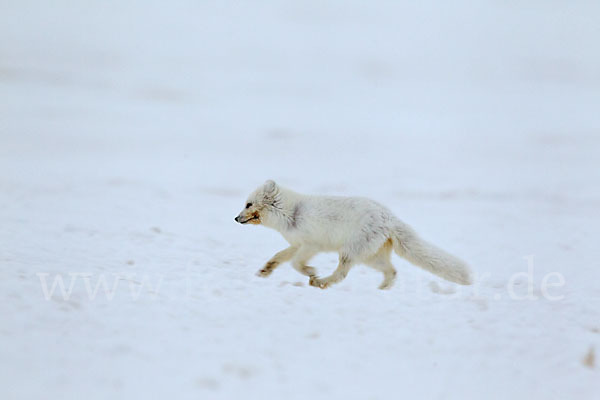 Polarfuchs (Vulpes lagopus)