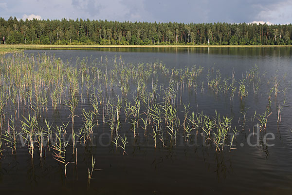 Polen (Poland)