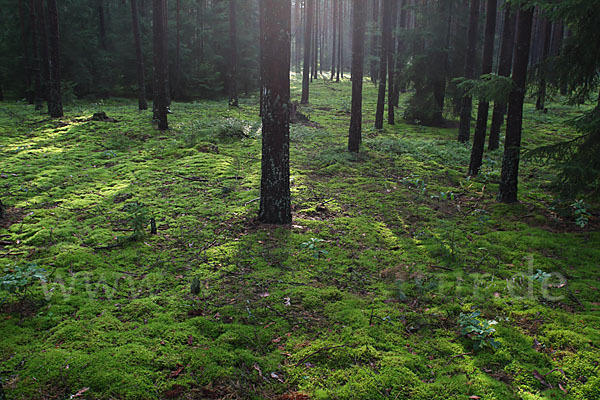 Polen (Poland)