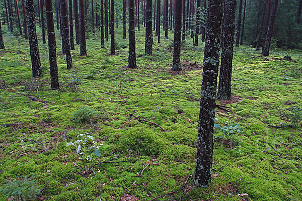 Polen (Poland)