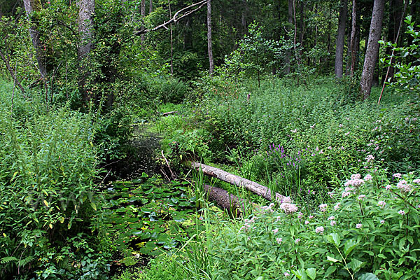 Polen (Poland)