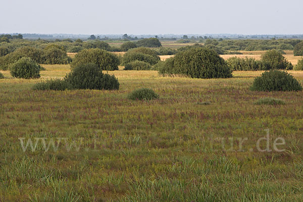 Polen (Poland)