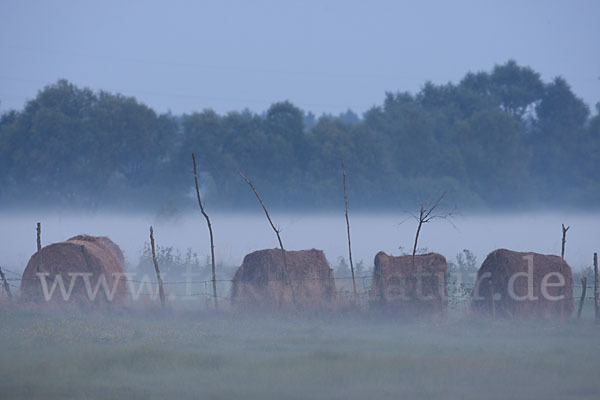 Polen (Poland)