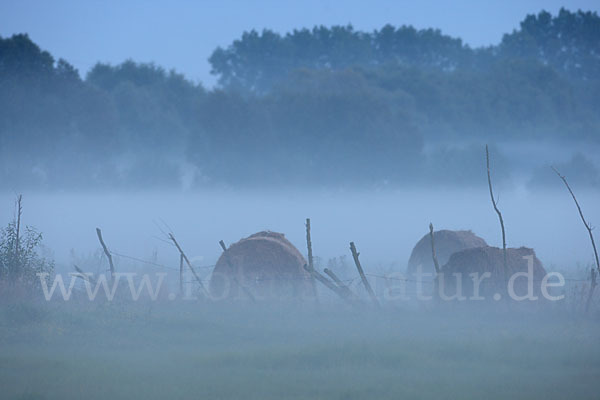 Polen (Poland)