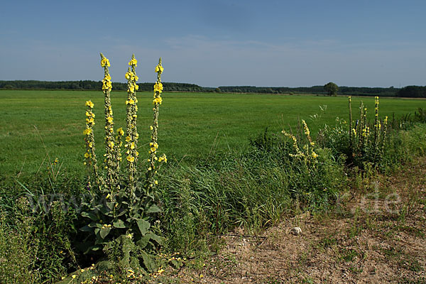 Polen (Poland)