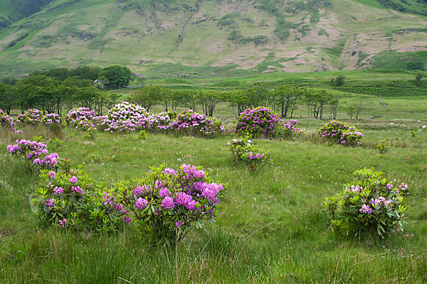 Pontische Alpenrose (Rhododendron ponticum)