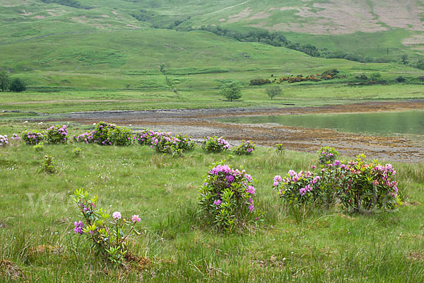 Pontische Alpenrose (Rhododendron ponticum)