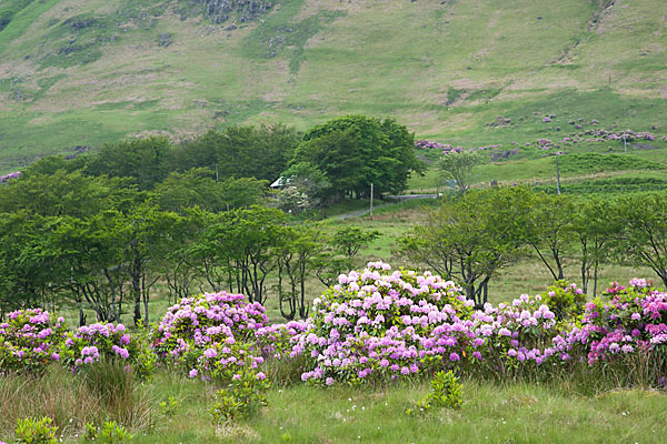 Pontische Alpenrose (Rhododendron ponticum)