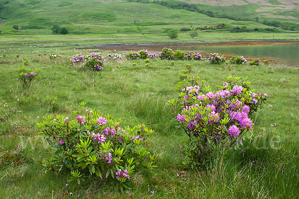 Pontische Alpenrose (Rhododendron ponticum)