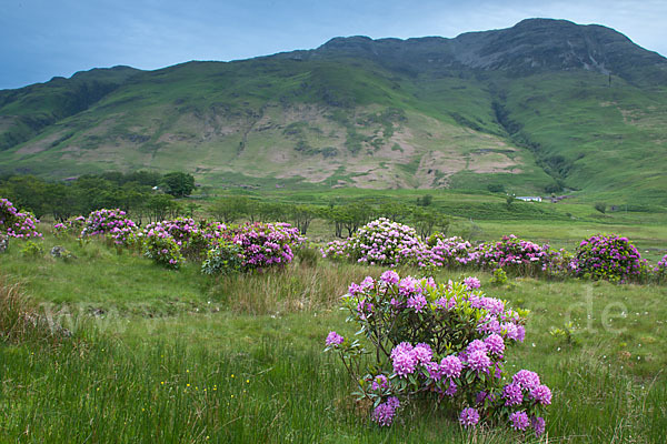 Pontische Alpenrose (Rhododendron ponticum)