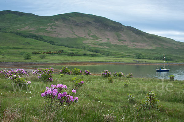 Pontische Alpenrose (Rhododendron ponticum)