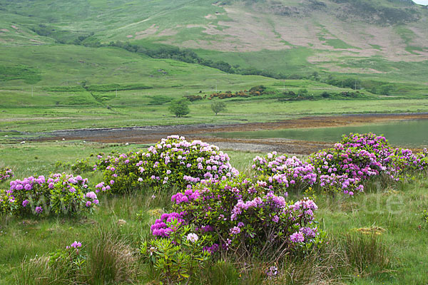 Pontische Alpenrose (Rhododendron ponticum)