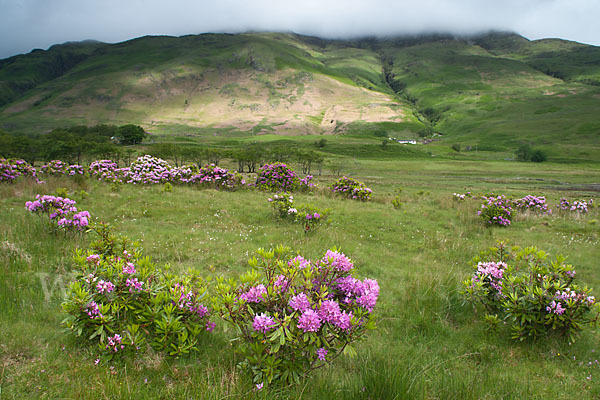 Pontische Alpenrose (Rhododendron ponticum)