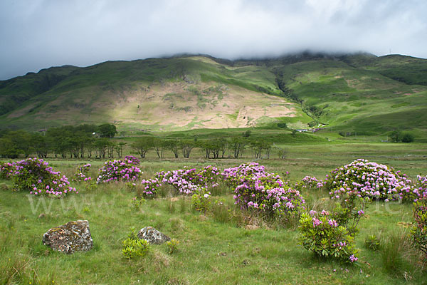 Pontische Alpenrose (Rhododendron ponticum)