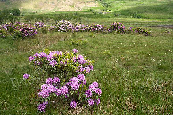 Pontische Alpenrose (Rhododendron ponticum)