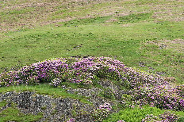 Pontische Alpenrose (Rhododendron ponticum)