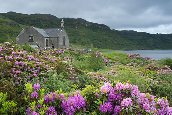 Pontische Alpenrose (Rhododendron ponticum)