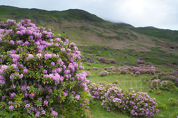 Pontische Alpenrose (Rhododendron ponticum)