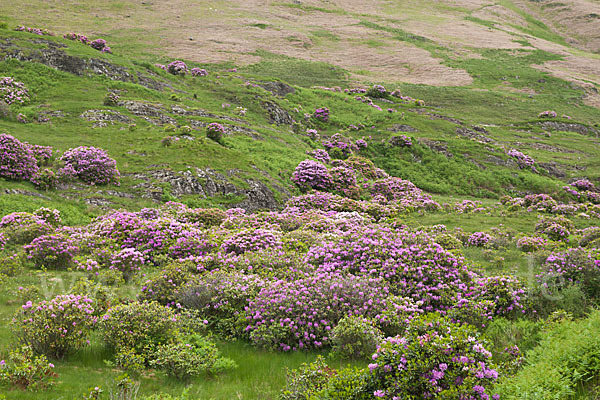 Pontische Alpenrose (Rhododendron ponticum)