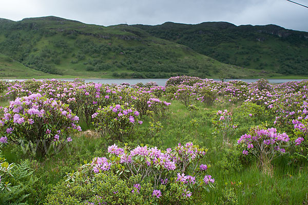 Pontische Alpenrose (Rhododendron ponticum)