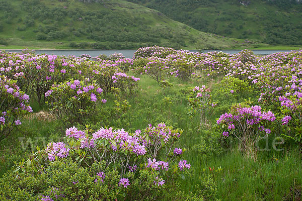 Pontische Alpenrose (Rhododendron ponticum)