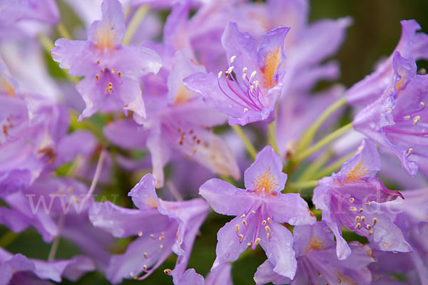 Pontische Alpenrose (Rhododendron ponticum)