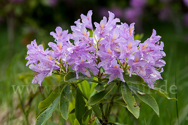 Pontische Alpenrose (Rhododendron ponticum)