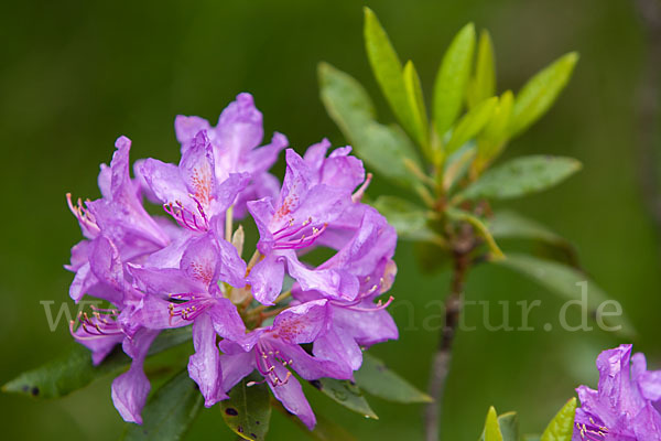 Pontische Alpenrose (Rhododendron ponticum)