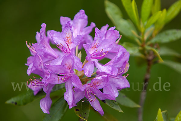 Pontische Alpenrose (Rhododendron ponticum)