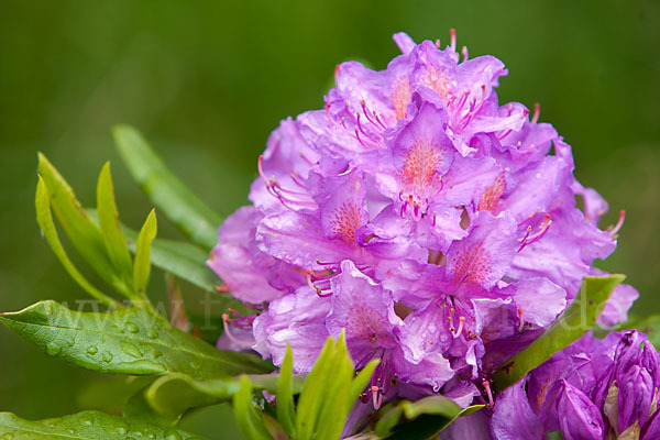 Pontische Alpenrose (Rhododendron ponticum)