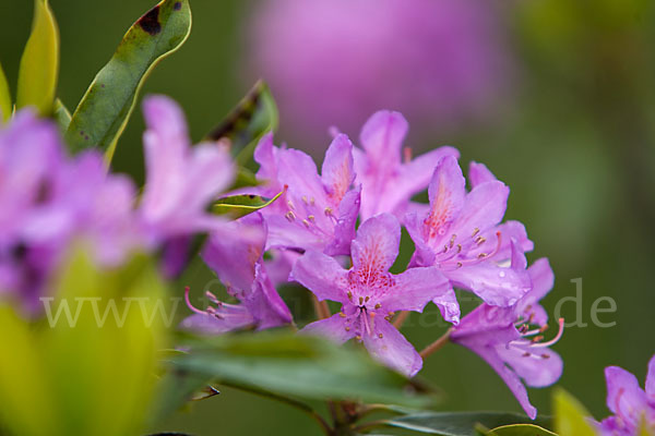 Pontische Alpenrose (Rhododendron ponticum)